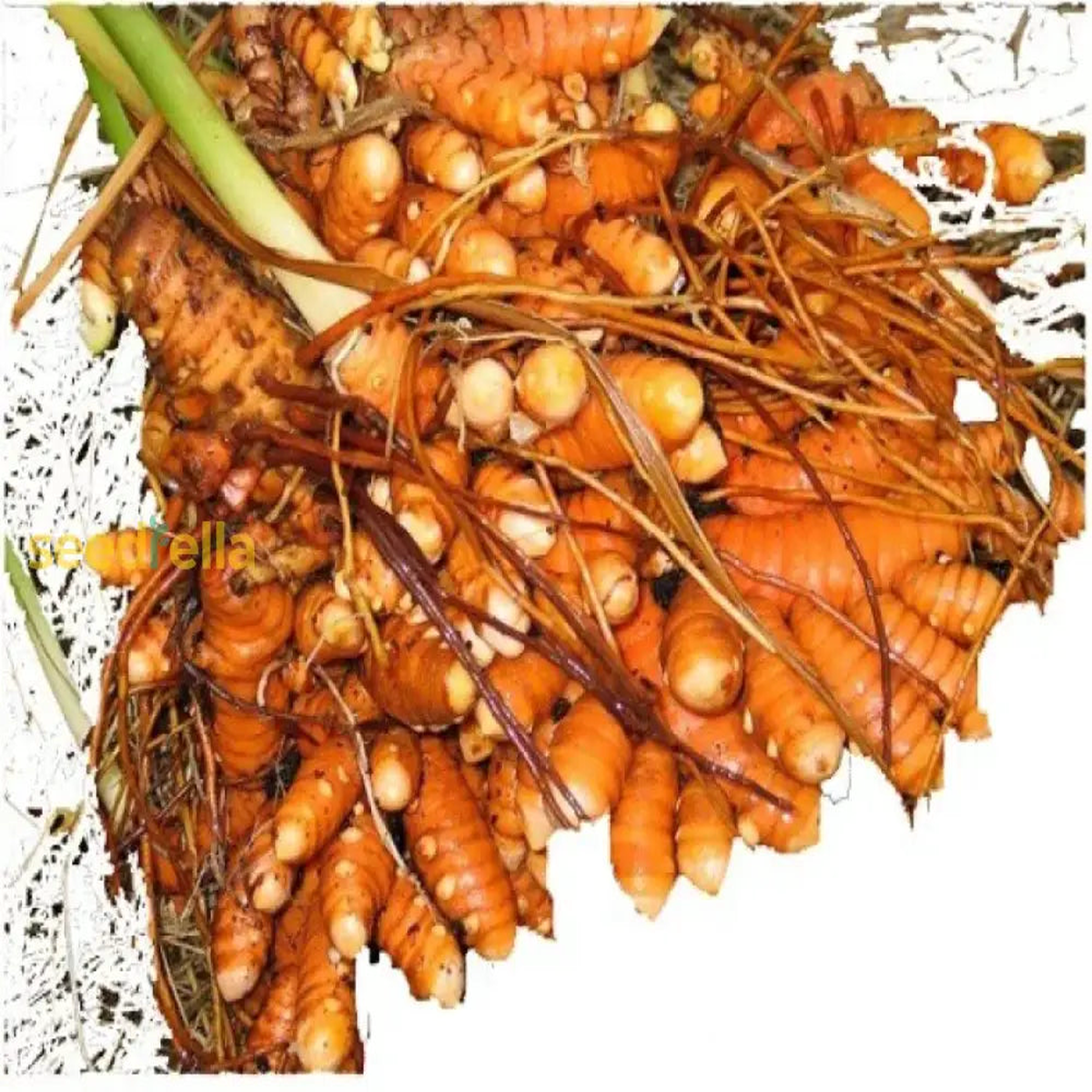 Brown Turmeric Seeds for Planting