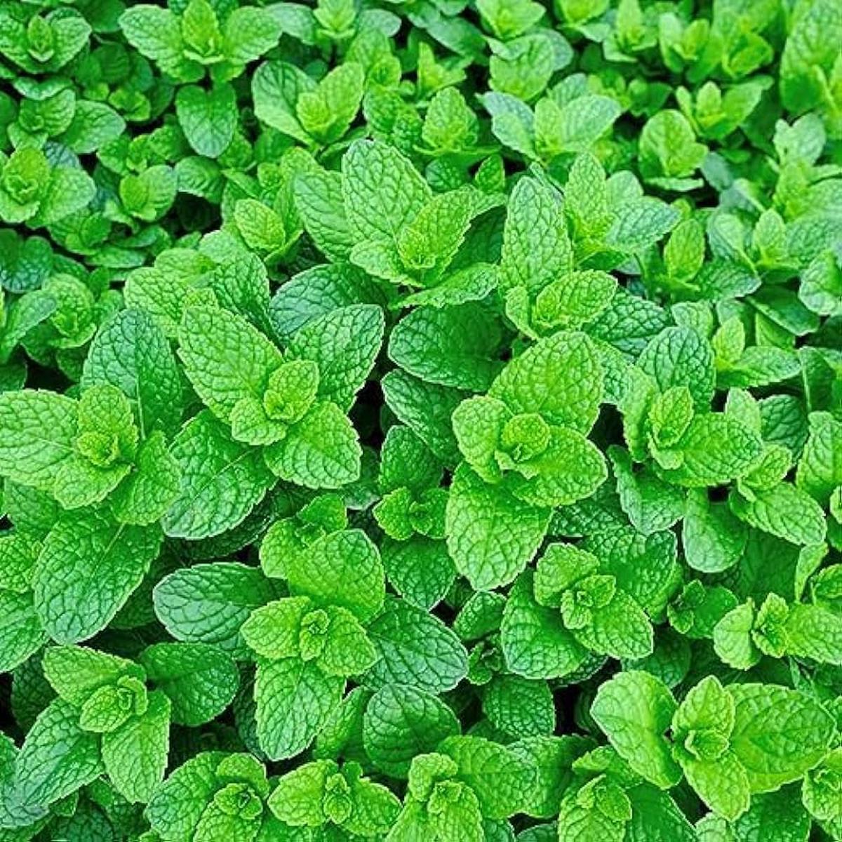 Refreshing Green Mint Seeds for Easy Planting