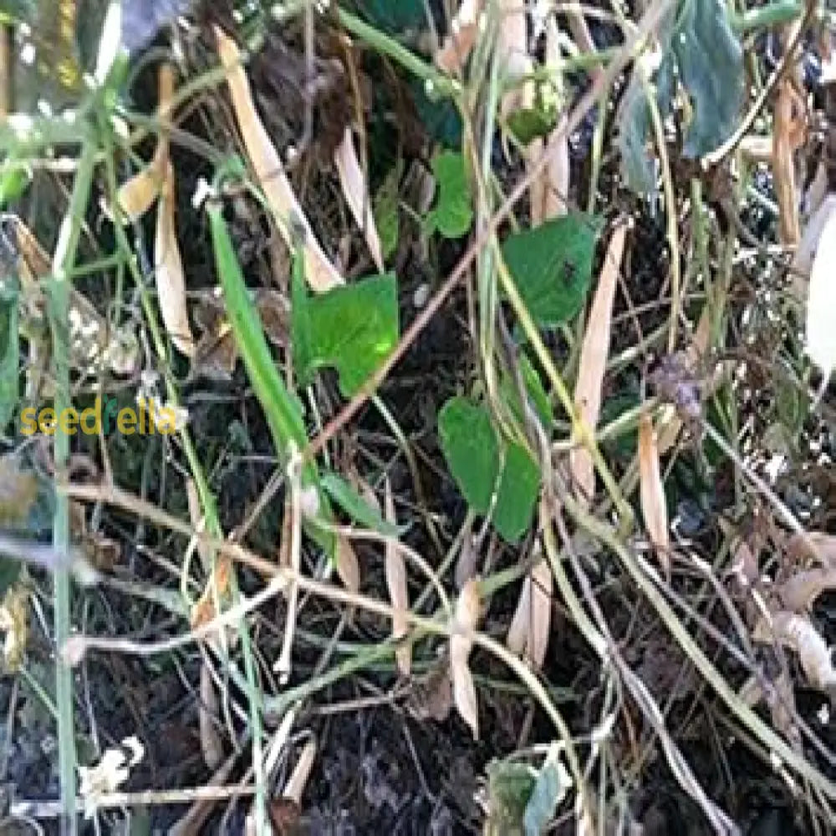Brown Tepary Bean Planting Seeds for Vegetables