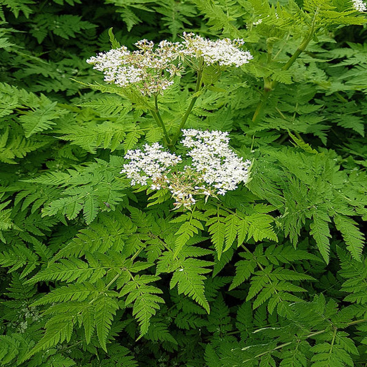 Sweet Cicely (Myrrhis Odorata) Herb Fragrant Flower Licorice Flavor Seeds