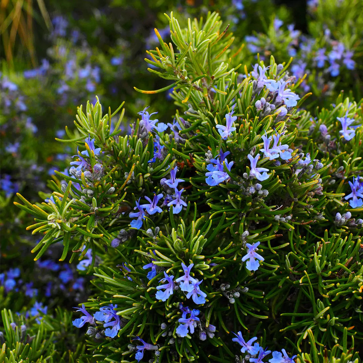 Rosemary Herb Seeds for Planting  Heirloom, Non-GMO, Easy to Grow, Perennial