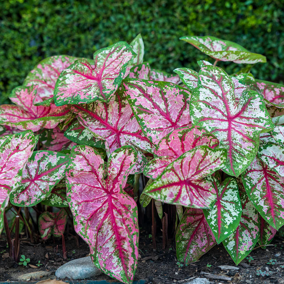 Caladium bicolor Plant Seeds  Heirloom, Non-GMO, Shade-Loving, Perennial Foliage Variety