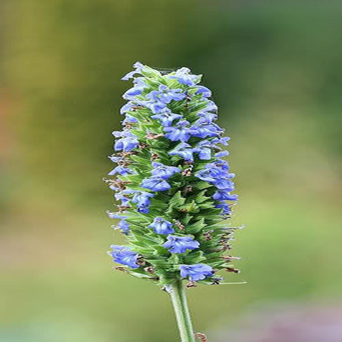 Chia Sage / Salvia (Salvia hispanica) Flower Seeds