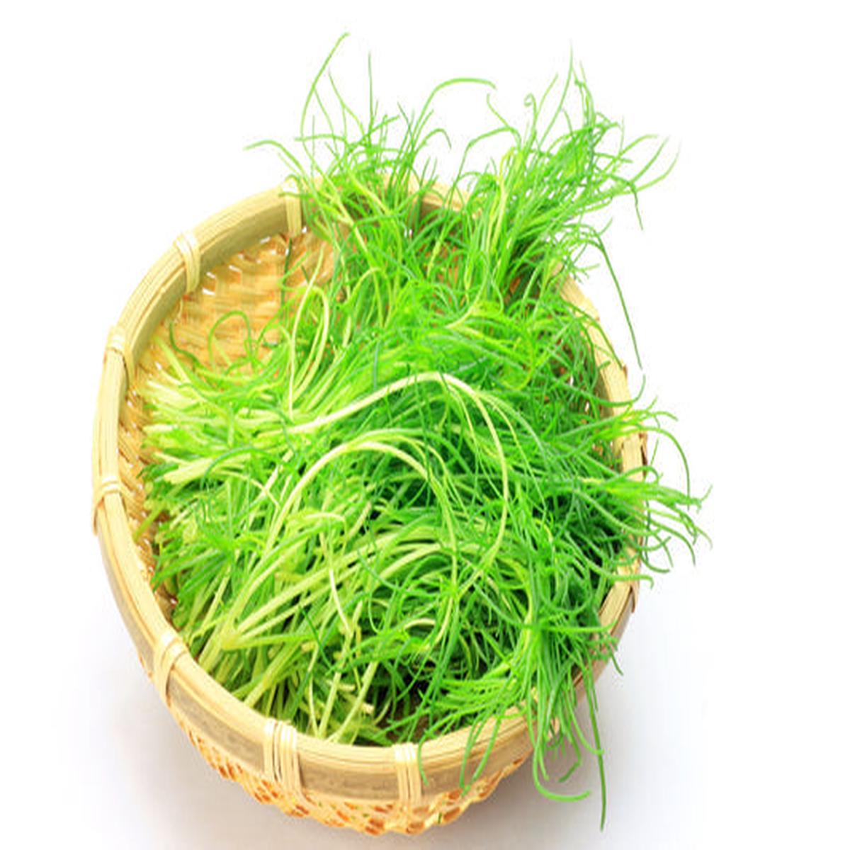 Saltwort Okahijiki Japanese Greens (Salsola komarovii) Leaf Vegetable Seeds