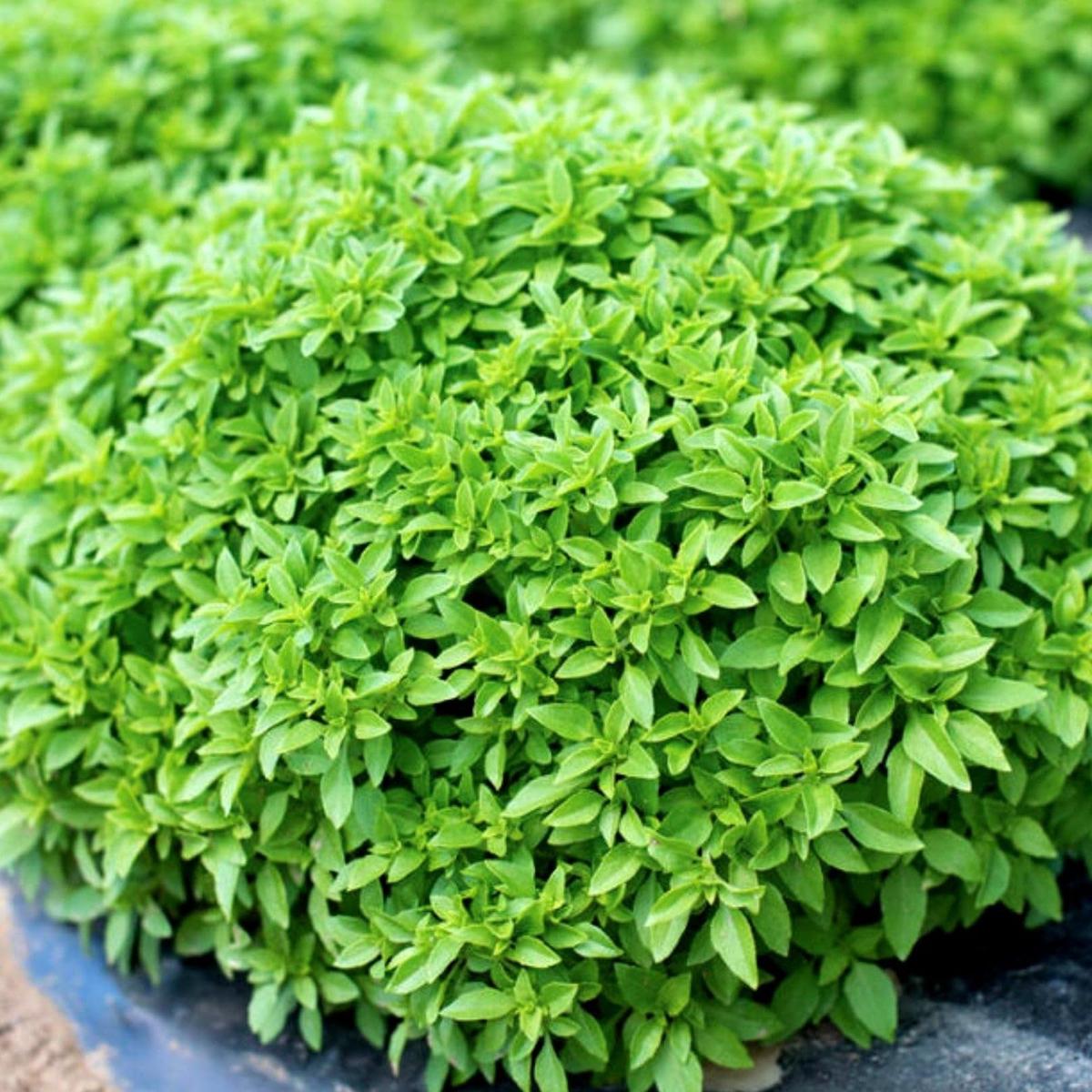 Spicy Globe Basil Herb Seeds  Heirloom, Non-GMO, Easy to Grow, Annual