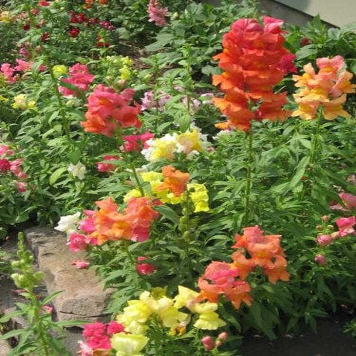 Snapdragon 'Corona Mix' (Antirrhinum Majus) Flower Seeds