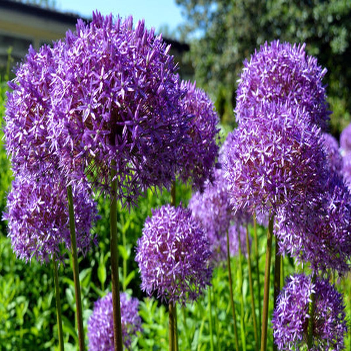 Star of Persia Allium (Allium christophii) Silvery Amethyst Purple Flower Seeds  20 Seeds