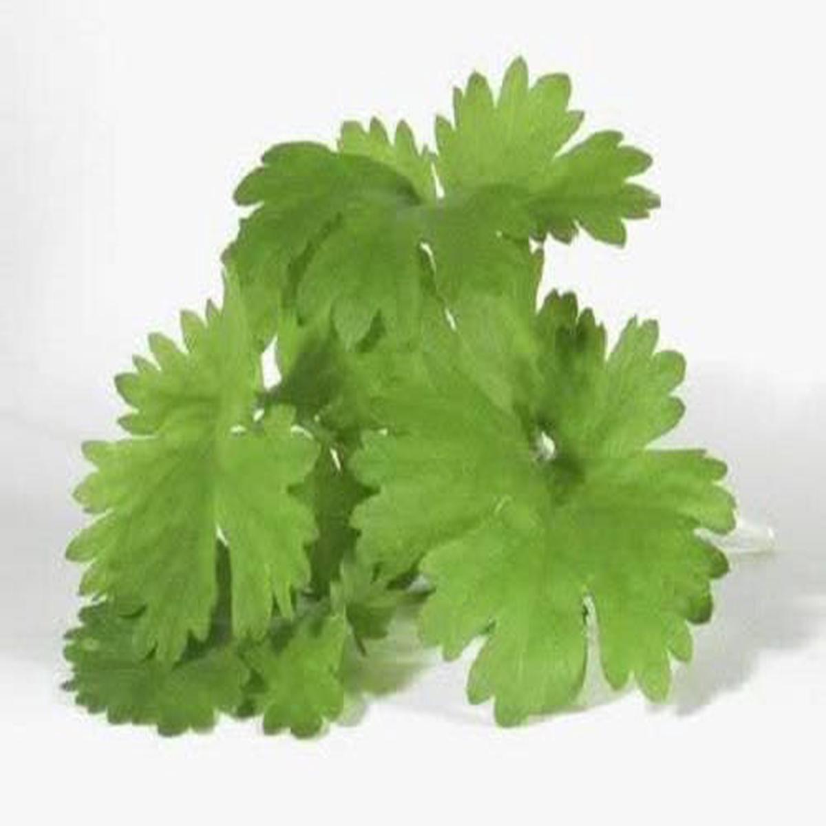 Cilantro / Coriander / Chinese Parsley (Coriandrum sativum) Herb Flower Seeds  Seeds