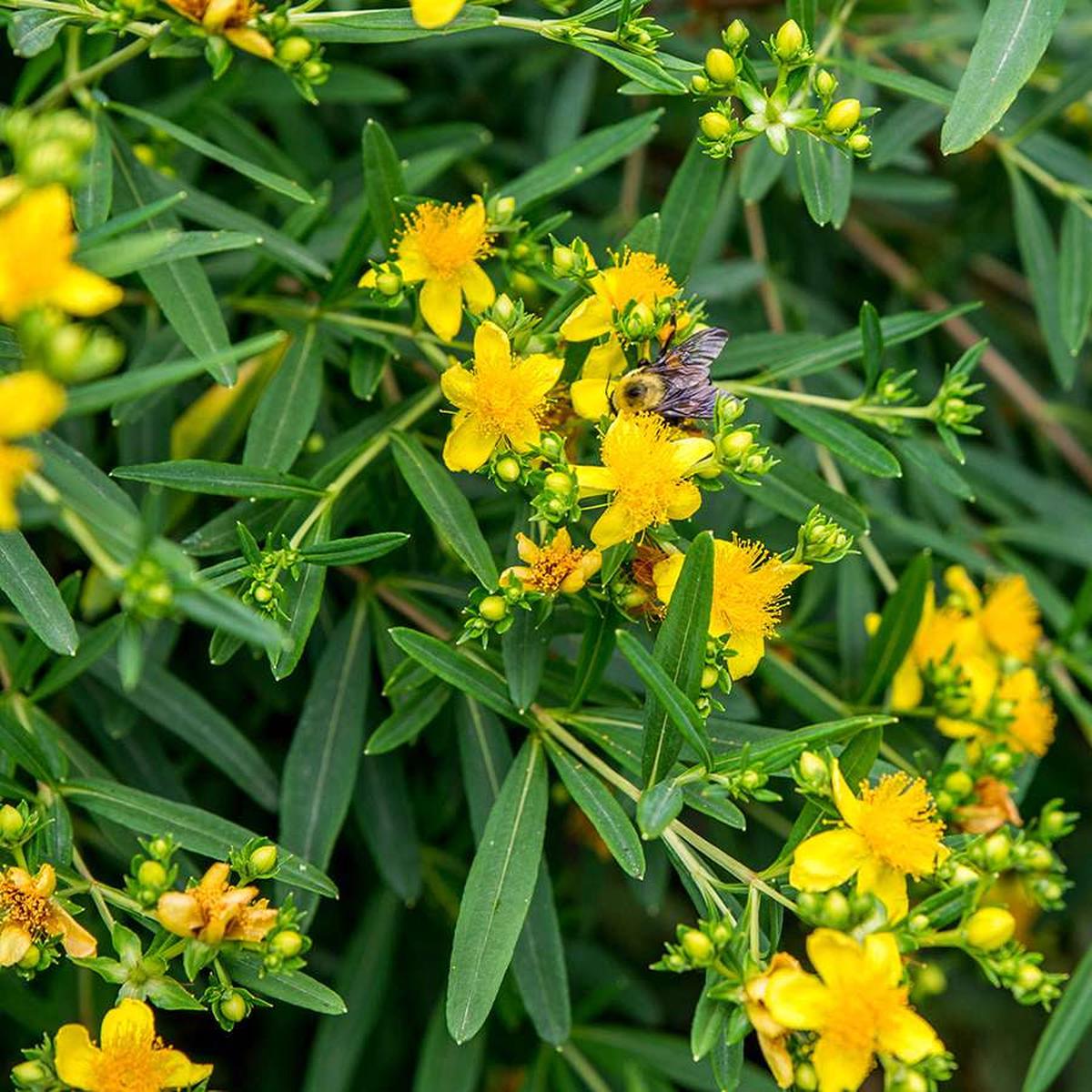 St. John's Wort Herb Seeds  Heirloom, Non-GMO, Easy to Grow