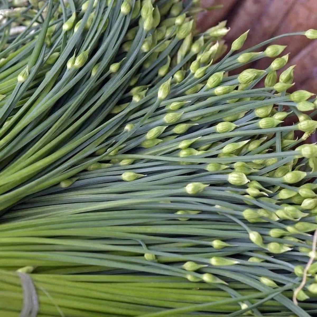 Chive Herb Seeds for Planting  Heirloom, Non-GMO, Easy to Grow, Perennial
